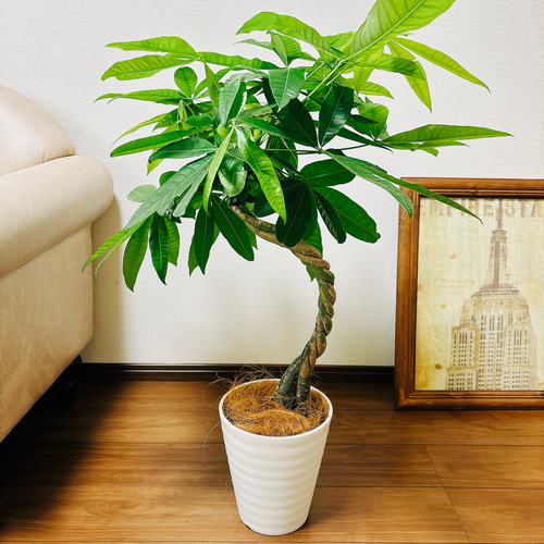 現品］4番 パキラ 編み込み 曲がり 7号 観葉植物 室内 おしゃれ