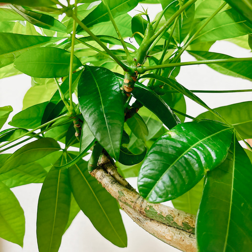 編み込み⭐️パキラ⭐️ねじり⭐️葉多数 編み込みパキラ （ねじり） [観葉植物•1点もの] 葉がとても