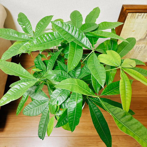 現品］4番 パキラ 編み込み 曲がり 7号 観葉植物 室内 おしゃれ