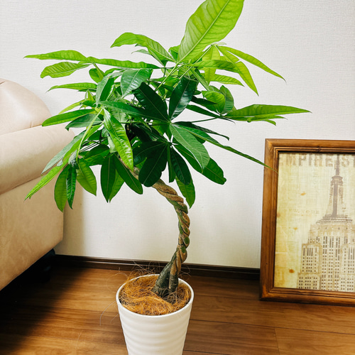 現品］4番 パキラ 編み込み 曲がり 7号 観葉植物 室内 おしゃれ ねじり