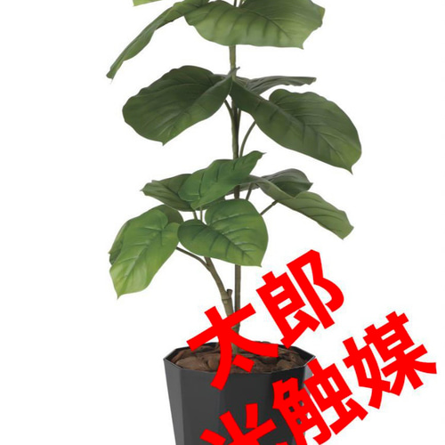光触媒　人工観葉植物　ウォールグリーン　フェイクグリーン　フレッシュウンベラータ 光触媒 人工観葉植物 ウォールグリーン フェイクグリーン