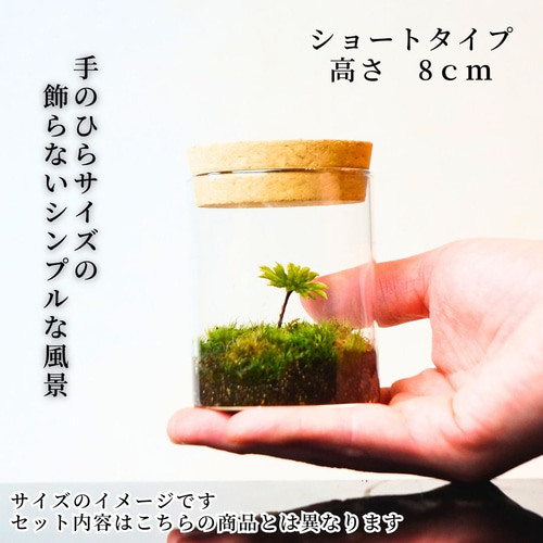 苔テラリウム 完成品 苔盆栽 コケリウム 苔 観葉植物 おしゃれ
