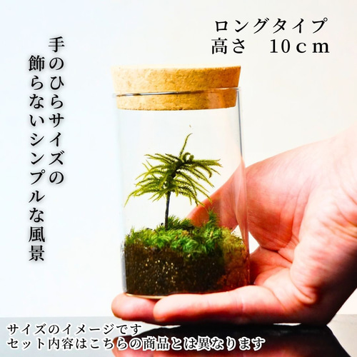 完成品】 苔テラリウム 65mm 石セット ガラスボトルテラリウム 完成品】 苔テラリウム 65mm 石セット ガラスボトルテラリウム