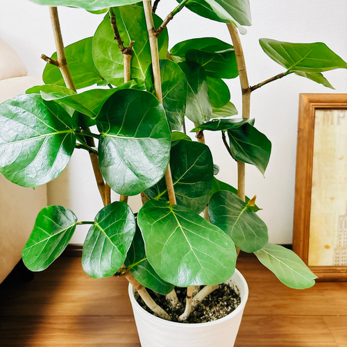 シーグレープ　15 suzu-fs1005-potr.jpg