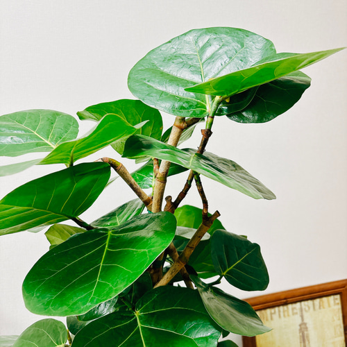 現品］15番 シーグレープ 曲がり 8号 ハマベブドウ ココロバ