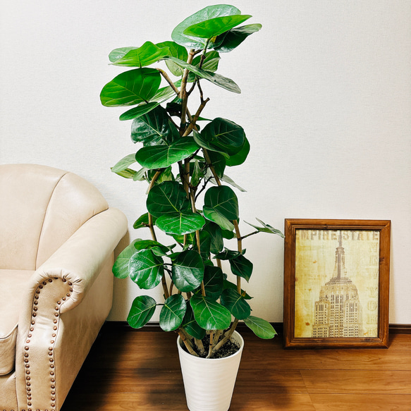 シーグレープ　15 シーグレープ 15