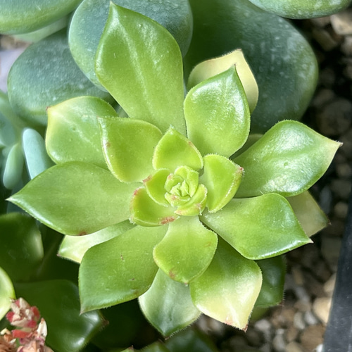 出品週末まで✡レディジア カット苗2つ 多肉植物