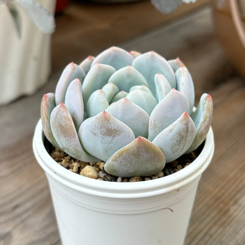 多肉植物　10cm超　❁︎モンロー錦　未発根 モンロー錦 – 多肉植物の通販・販売サイト tawawa