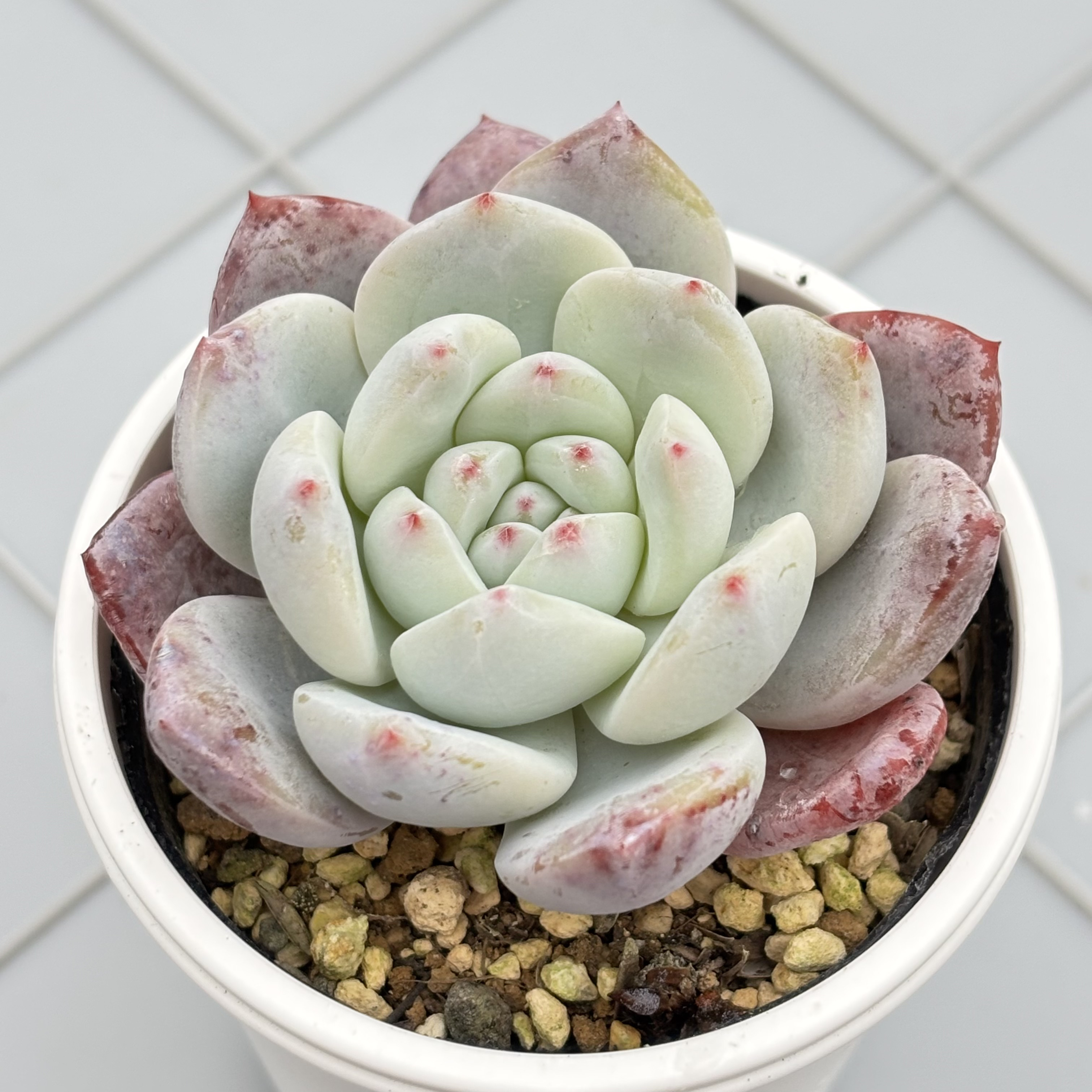 モンロー 多肉植物 多肉植物 kanomarihome 通販 17832436｜Creema