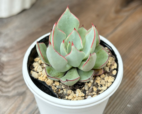 ストラクチフローラノヴァ 多肉植物 多肉植物 kanomarihome 通販