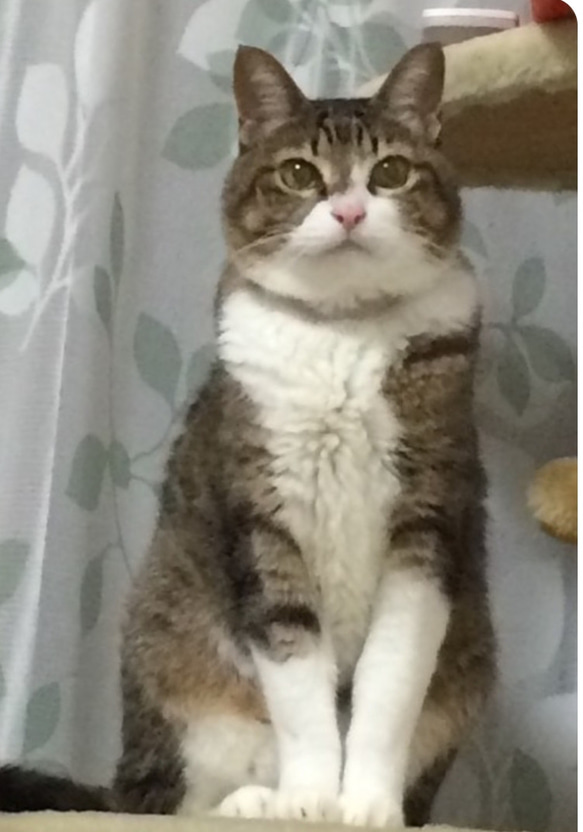 羊毛フェルトオーダーメイド、受注制作、羊毛フェルト犬、ペットロス、うちの子、リアル羊毛フェルト フェルト、羊毛 VQ3165016816(24480円)