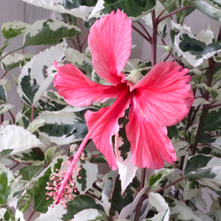 斑入り♡ハイビスカス♡スノーフレーク♡ アートフラワー nico flowers