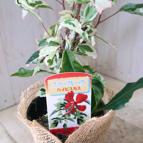 斑入り♡ハイビスカス♡スノーフレーク♡ アートフラワー nico flowers