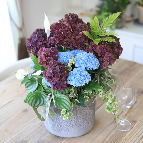 グラスファイバー鉢に♪室内に置く紫陽花♪観葉植物 グラスファイバー鉢に♪室内に置く紫陽花♪観葉植物