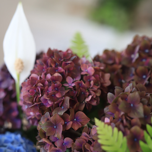 グラスファイバー鉢に♪室内に置く紫陽花♪観葉植物 グラスファイバー鉢に♪室内に置く紫陽花♪観葉植物