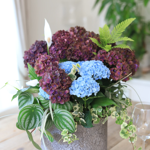 グラスファイバー鉢に♪室内に置く紫陽花♪観葉植物♪ギャザリング寄せ