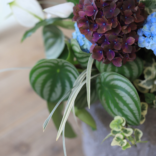 グラスファイバー鉢に♪室内に置く紫陽花♪観葉植物♪ギャザリング寄せ
