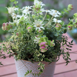 フランネルフラワーのナチュラルな寄せ植え その他インテリア雑貨