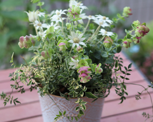 フランネルフラワーのナチュラル寄せ植え 5c83ab61b0000366c53b96b4ceaeed
