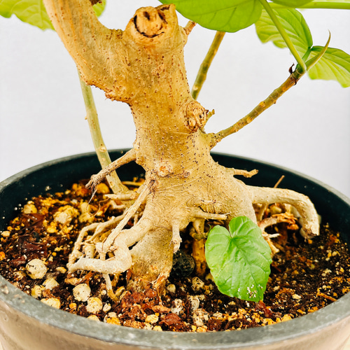 曲がりのウンベラータ8号現品