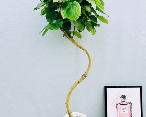 ［現品］22番　フィカス　ウンベラータ　8号　観葉植物　室内　大型　ゴムの木 Amazon｜フィカス ウンベラータ ゴムの木 10号 大鉢 観葉植物 本物