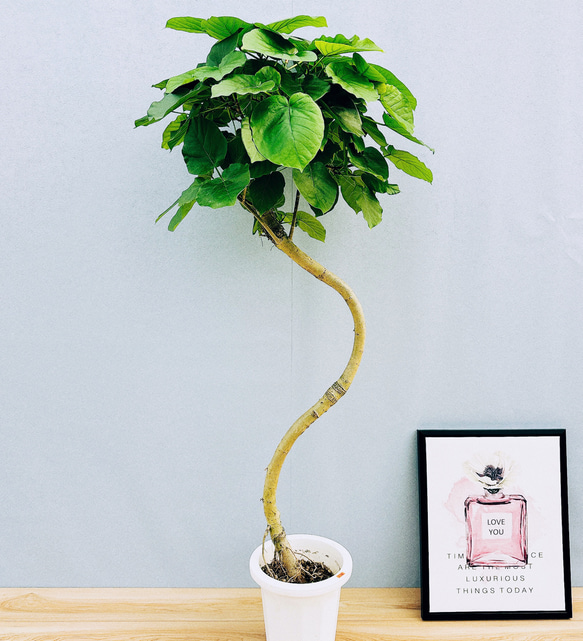 現品］4番 フィカス ウンベラータ 8号 観葉植物 大型 室内 ゴムの木