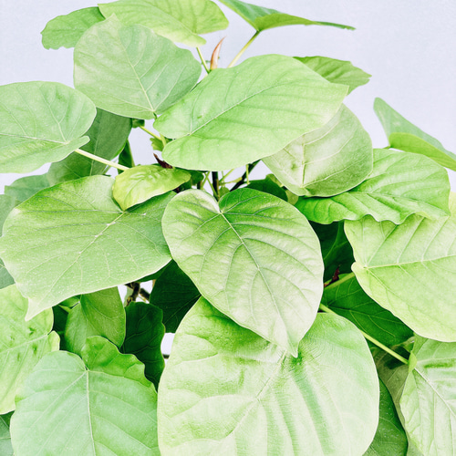 現品］4番 フィカス ウンベラータ 8号 観葉植物 大型 室内 ゴムの木