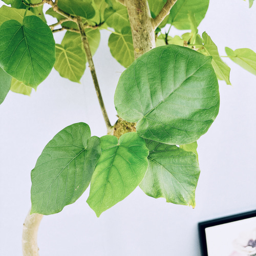 現品］4番 フィカス ウンベラータ 8号 観葉植物 大型 室内 ゴムの木