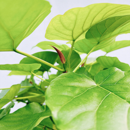 現品］4番 フィカス ウンベラータ 8号 観葉植物 大型 室内 ゴムの木