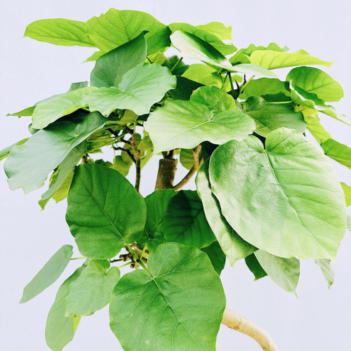 現品］4番 フィカス ウンベラータ 8号 観葉植物 大型 室内 ゴムの木