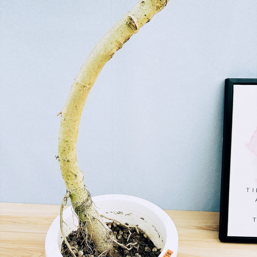 現品］4番 フィカス ウンベラータ 8号 観葉植物 大型 室内 ゴムの木