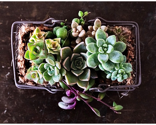 多肉植物　寄せ植え　長靴 送料無料]多肉寄せ植えラビット長靴 緑 高さ21cm の通販 | 園芸