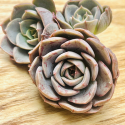 激レア!!多肉植物 エケベリア 韓国苗 ローズクイーン錦(送料込み) 多肉