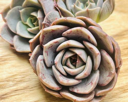 レア!!多肉植物 エケベリア マルーンヒル(送料込み) 多肉植物 kumori