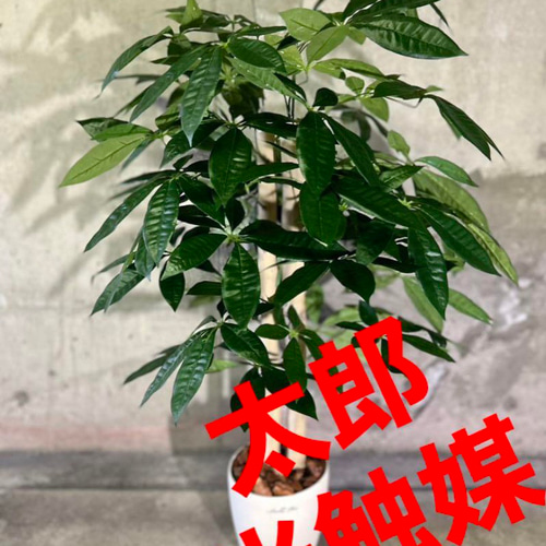 光触媒 人工観葉植物 ウォールグリーン フェイクグリーン パキラ