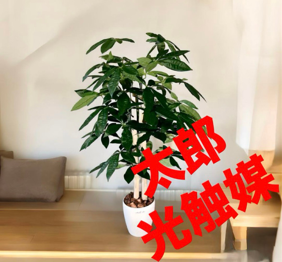 お礼や感謝伝えるプチギフト 光触媒 パキラ フェイクグリーン ウォールグリーン 人工観葉植物 フラワー・ガーデニング