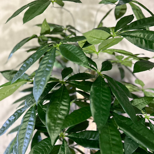  2024年おすすめのアイテム満載 光触媒 人工観葉植物 パキラ フェイクグリーン ウォールグリーン フラワー・ガーデニング