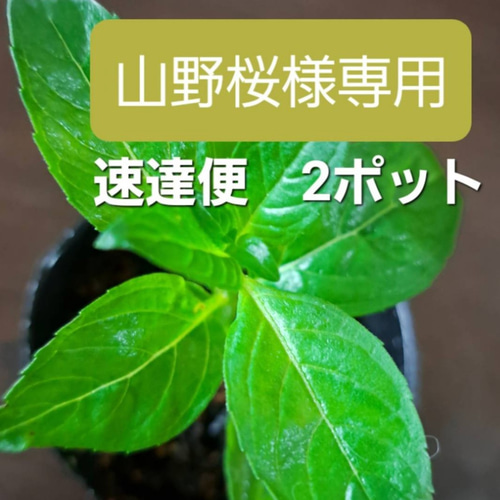 □専用出品□速達便で2ポット(送料込みのお値段です) 和種薄荷(原種の 