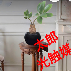 光触媒　人工観葉植物　ウォールグリーン　フェイクグリーン　ガジュマルアゴッド@ 光触媒 人工観葉植物 ウォールグリーン フェイクグリーン