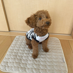 モロッコ クッション ボシャルウィットプフNo.01-10 コットン