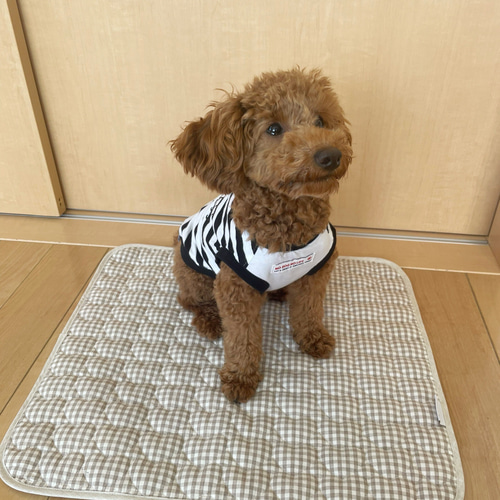【訳あり】カフェマット ダブルガーゼ 防水 カフェマット | ONEKOSAMA OINUSAMA