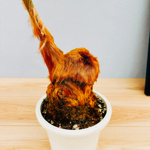 現品］【希少】キンモウコウ 6号 曲がり 観葉植物 レア 室内 希少