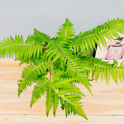 現品］【希少】キンモウコウ 6号 曲がり 観葉植物 レア 室内 希少