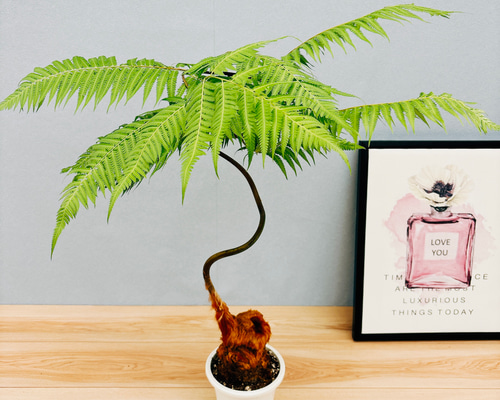 現品］☆人気☆ 2番 キンコウボク 6号 観葉植物 屋外 珍しい