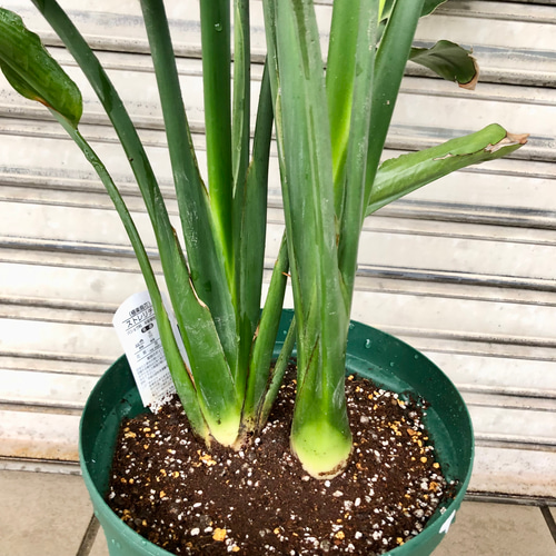 ボリュームあり 2株 ストレリチア レギネ その他インテリア雑貨 PLANTS