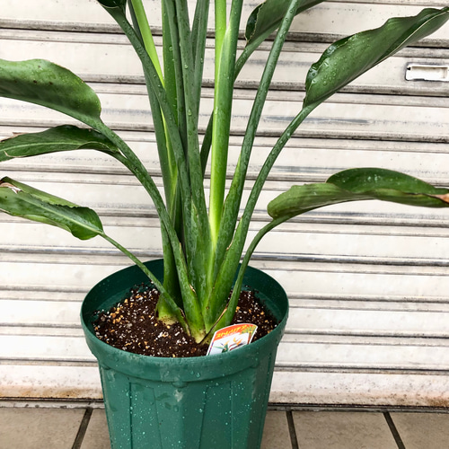 ボリュームあり 2株 ストレリチア レギネ その他インテリア雑貨 PLANTS