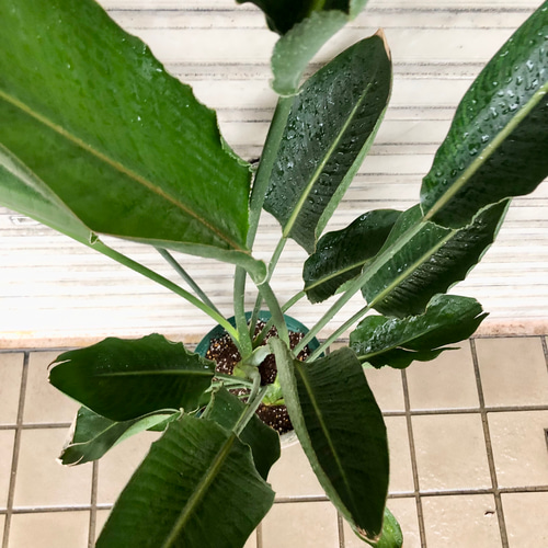 ボリュームあり 2株 ストレリチア レギネ その他インテリア雑貨 PLANTS