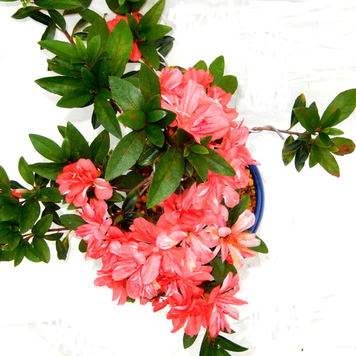 サツキ（品種 立山の舞） 毎年咲きます ミニ盆栽 盆栽 小品盆栽 たて