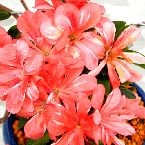 サツキ（品種 立山の舞） 毎年咲きます ミニ盆栽 盆栽 小品盆栽 たて