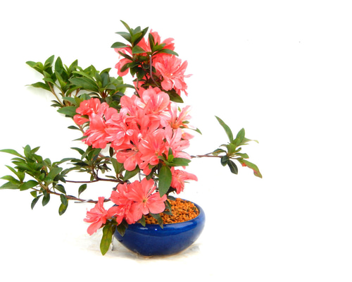 f43365ee40a3cb9a3142808e254f5e